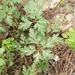 Geranium purpureumFuelha