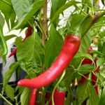 Capsicum annuum Fruto