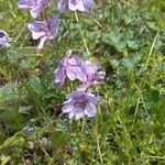 Geranium malviflorum Çiçek