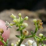 Galium lucidum Фрукт