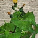 Sonchus oleraceus Flower