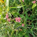 Diascia rigescens Květ