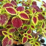 Coleus spp.ᱥᱟᱠᱟᱢ