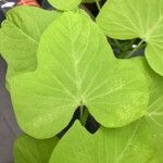 Ipomoea batatas Hoja