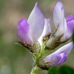 Astragalus pelecinus Цвят