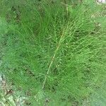 Equisetum sylvaticum Leht