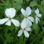 Pelargonium multibracteatum Květ