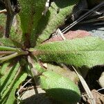 Hypochaeris glabra Blad