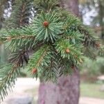 Picea sitchensis Blatt