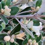 Correa alba Flower