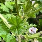 Malva neglecta Flor