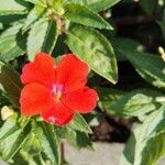 Impatiens hawkeriफूल