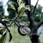 Lomatia dentata Fruto