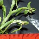 Habenaria alata その他の提案