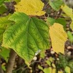 Alangium platanifolium Hoja
