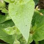 Stellaria aquatica Blad