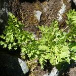 Cryptogramma crispa Leaf