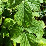 Rubus caesius Levél