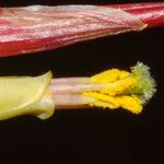 Tillandsia schiedeana Flower
