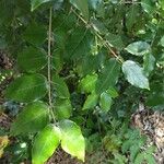 Zanthoxylum clava-herculis Hoja