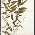 Heteropsis spruceana Otro