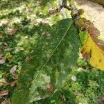 Quercus pontica Blatt