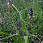 Bellevalia trifoliata Habitus