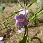 Ghikaea speciosa Λουλούδι