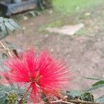 Calliandra tweediei Flower