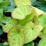 Epimedium alpinum Fuelha