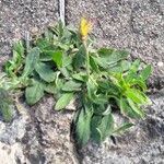 Hieracium pilosella 整株植物