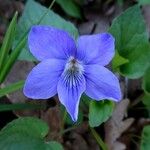Viola riviniana Květ