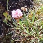 Armeria maritimaBlomma