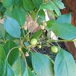 Prunus cerasus برگ