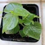 Peperomia pellucidaBlad