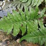 Blechnum appendiculatum Hostoa