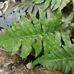 Blechnum appendiculatum Folha