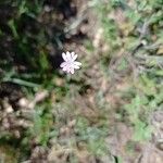Petrorhagia dubia Λουλούδι