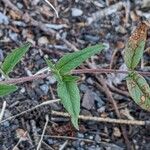 Epilobium ciliatum पत्ता