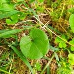 Dichondra carolinensis Feuille