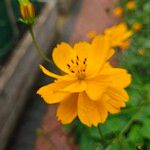 Cosmos sulphureus Flower