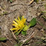 Ranunculus reptans Habitat