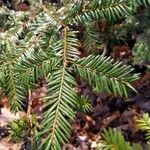 Taxus canadensisYaprak