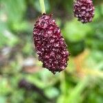 Sanguisorba officinalis 果