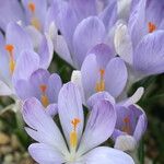 Crocus dalmaticus