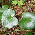 Asarum europaeum 葉