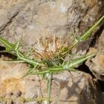 Galactites duriaei Libunga