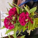 Celosia argenteaFlower