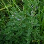 Teucrium scordium Fula