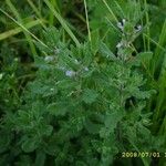 Teucrium scordium 花